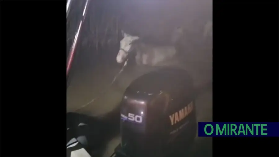Cavalos salvos das cheias pelos bombeiros em operação complexa em Samora Correia