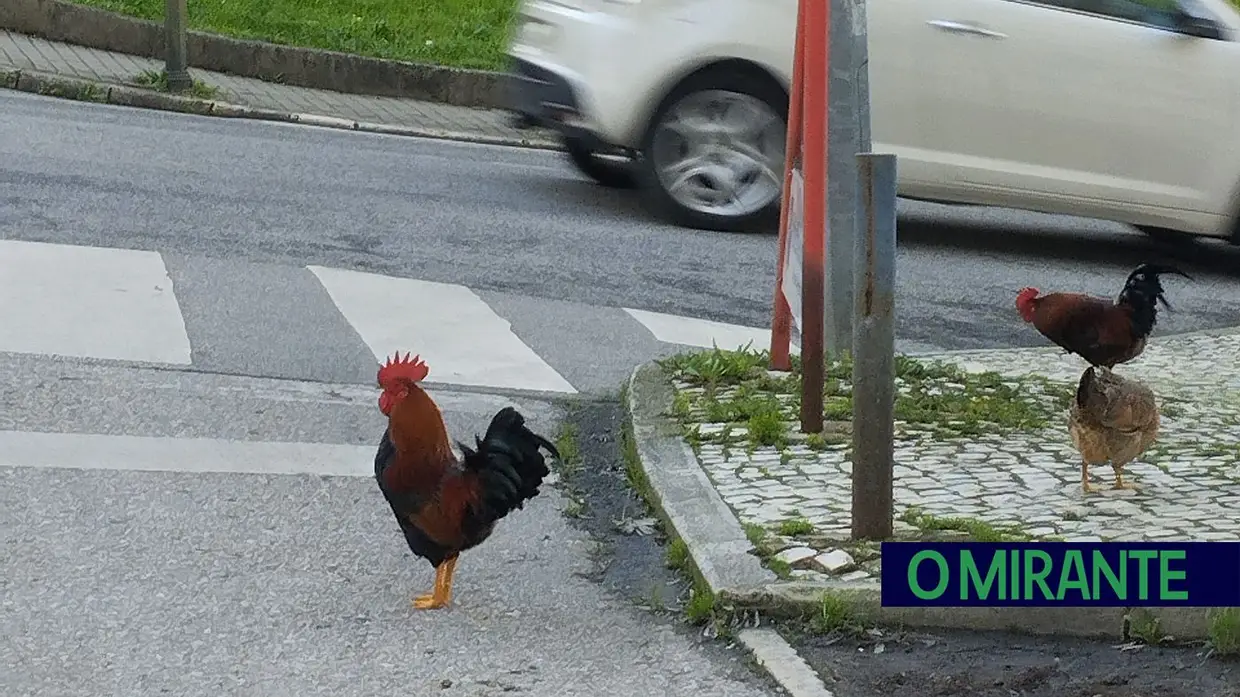 Galinhas à solta motivam reclamações na Póvoa de Santa Iria