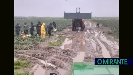 A dureza do trabalho nos campos da Lezíria ribatejana