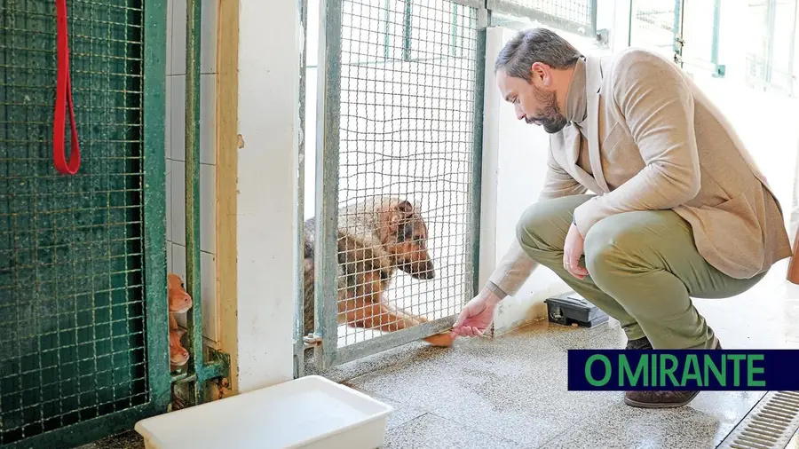 Santarém desafia voluntários para ajudar no Centro de Recolha Oficial de Animais
