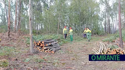 Entre o lucro rápido e a floresta perdida: eucalipto ocupa mais de metade da área florestal