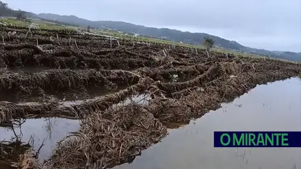 Vinha arrasada deixa em desespero agricultores das Caneiras