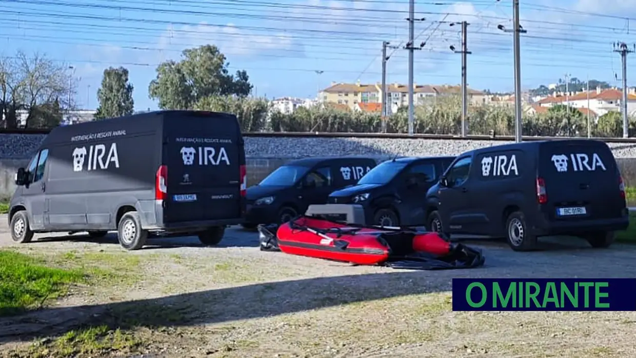 Dezenas de animais morreram em Azambuja isolados pelas cheias