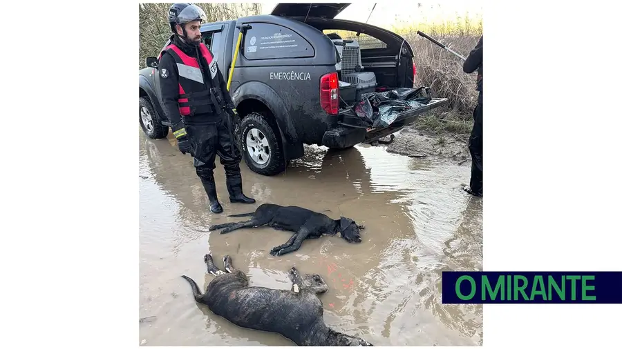 Dezenas de animais morreram em Azambuja isolados pelas cheias