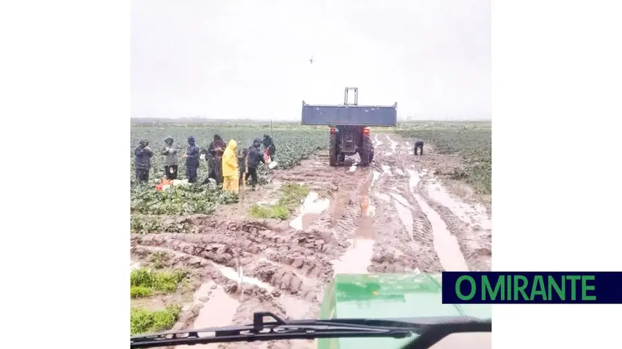A dureza do trabalho nos campos da Lezíria ribatejana