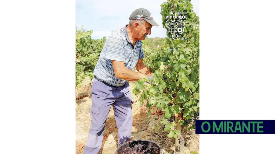 Adega do Cartaxo conquista certificação internacional e reforça confiança nos mercados