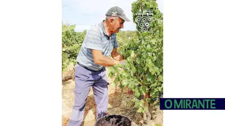 Adega do Cartaxo conquista certificação internacional e reforça confiança nos mercados