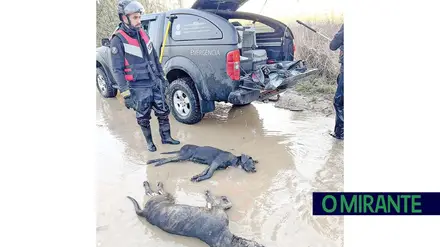 Azambuja: dezenas de animais mortos, deixados para trás nas cheias