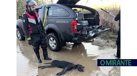 Azambuja quer responsabilização pela morte de animais nas cheias