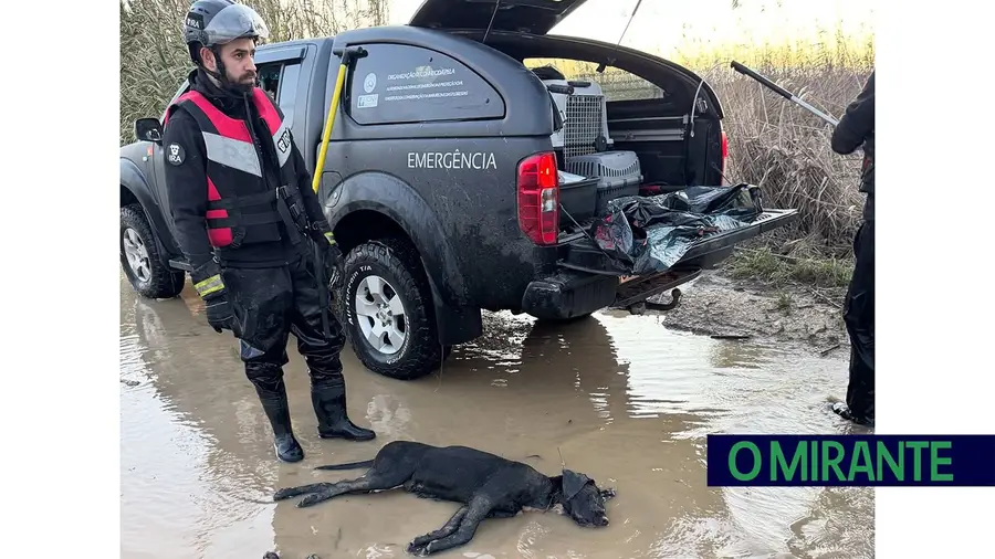 Azambuja quer responsabilização pela morte de animais nas cheias