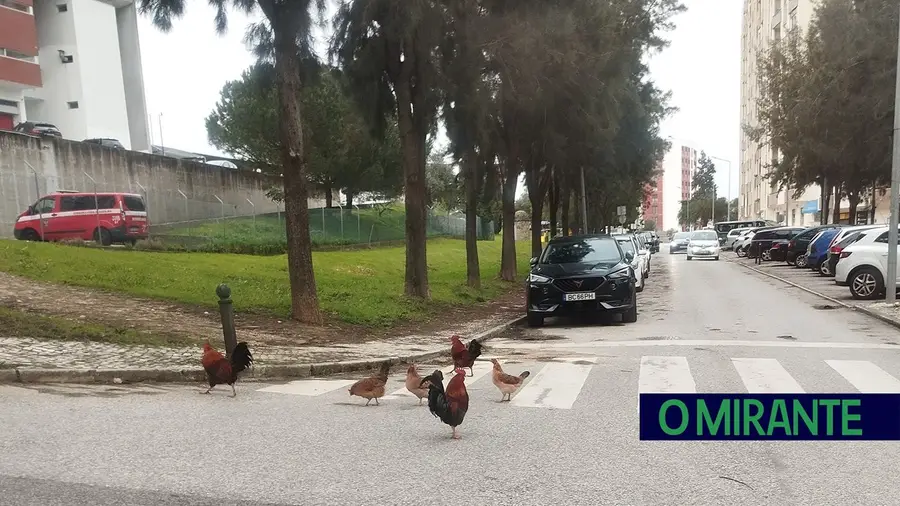 Galinhas à solta nas ruas da Póvoa de Santa Iria capturadas pela câmara