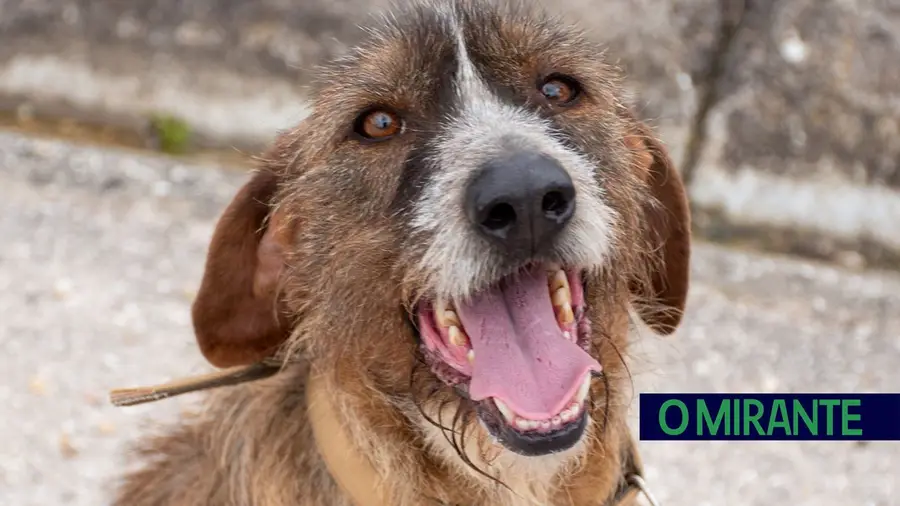 Chamusca avança com canil municipal de 380 mil euros no Relvão