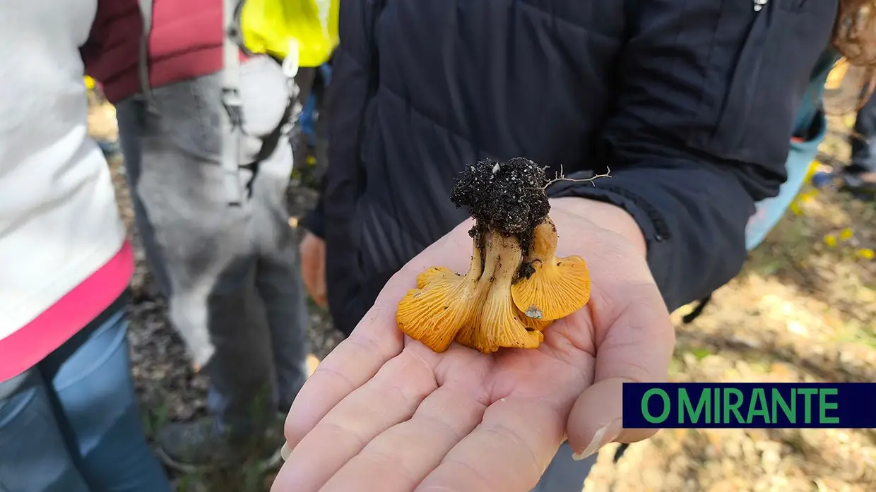 Passeio Micológico do Festival do Cogumelo na Parreira