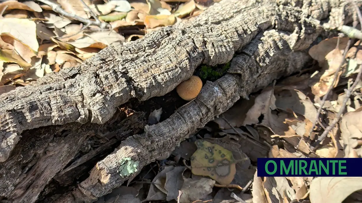 Passeio Micológico do Festival do Cogumelo na Parreira