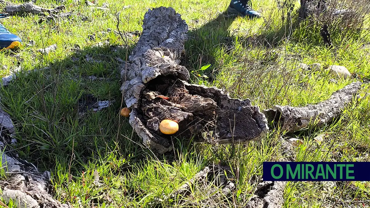 Passeio Micológico do Festival do Cogumelo na Parreira