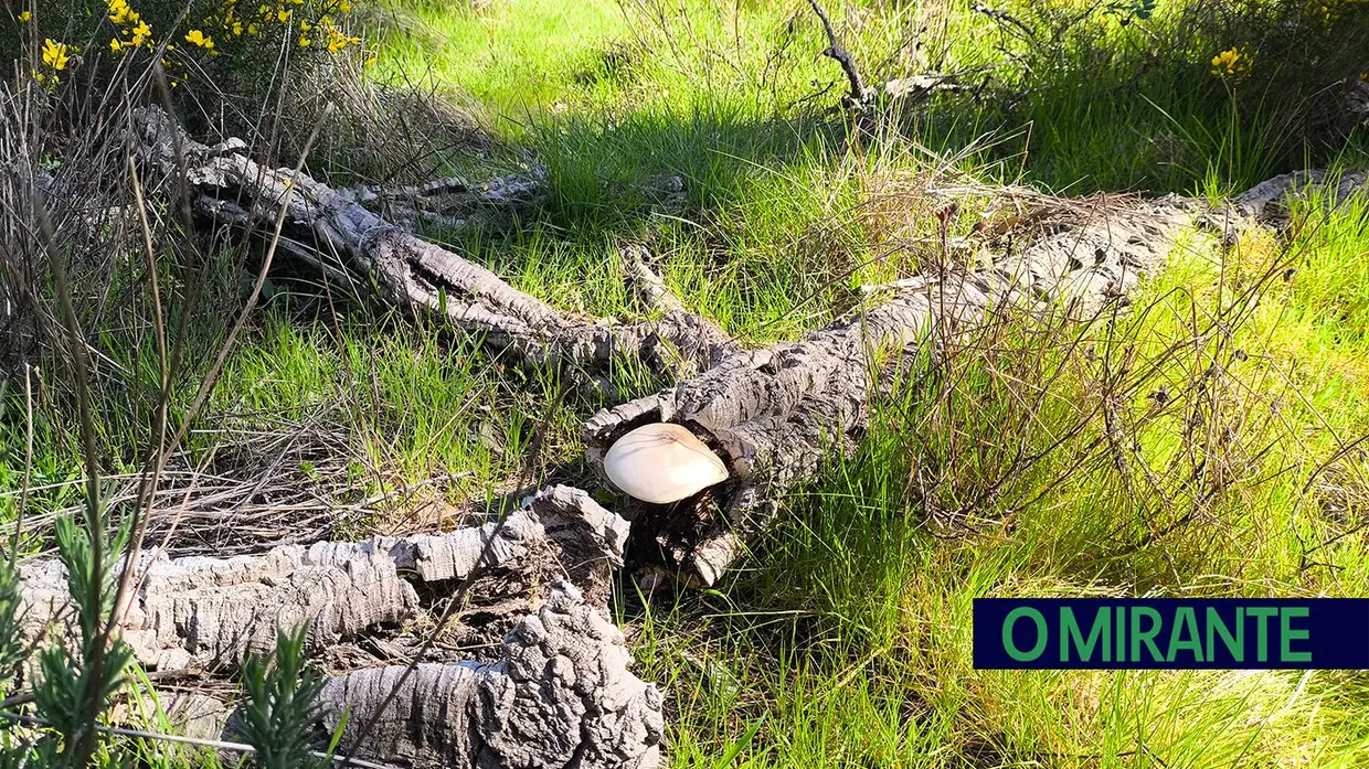 Passeio Micológico do Festival do Cogumelo na Parreira