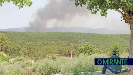 Eucaliptos, alterações climáticas e abandono: o triângulo perigoso no Ribatejo