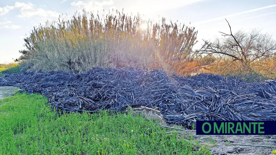Plásticos agrícolas continuam a ser queimados e enterrados para fugir a custos