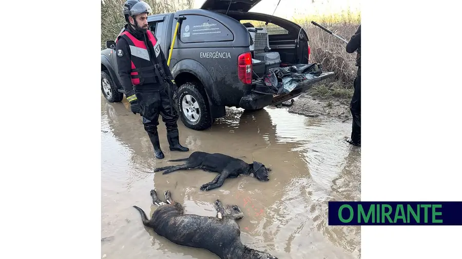 Assembleia Municipal de Azambuja condena morte de animais nas hortas sociais e pede fiscalização