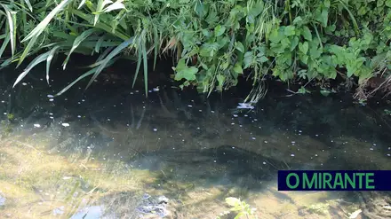 Nova descarga no Eco Parque Relvão reabre ferida ambiental antiga na Chamusca