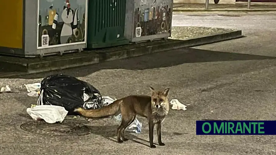 Raposa avistada em Alenquer