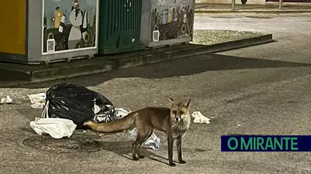 Raposa avistada em Alenquer