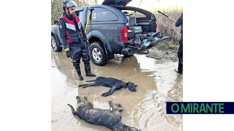 Assembleia Municipal de Azambuja condena morte de animais nas hortas sociais