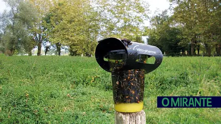 Arruda dos Vinhos reforça combate à vespa asiática