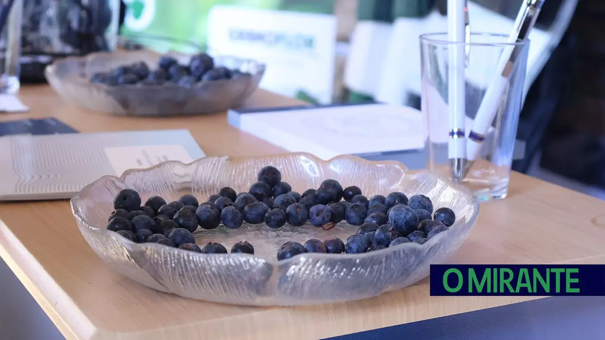 Produtores de mirtilo reuniram-se em Santarém para debater desafios do sector