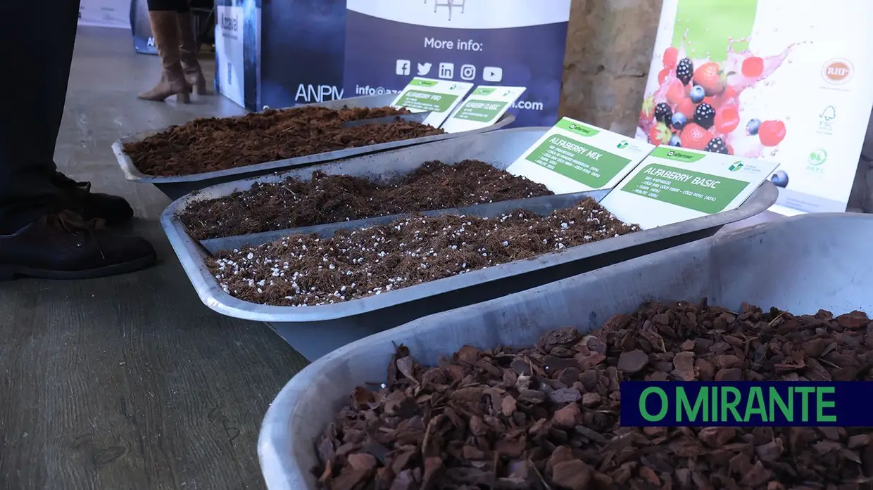 Produtores de mirtilo reuniram-se em Santarém para debater desafios do sector