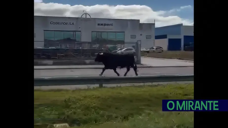 Toiro à solta semeia pânico na Estrada Nacional em Benavente