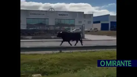 Toiro à solta em Benavente foi a mais vista da semana