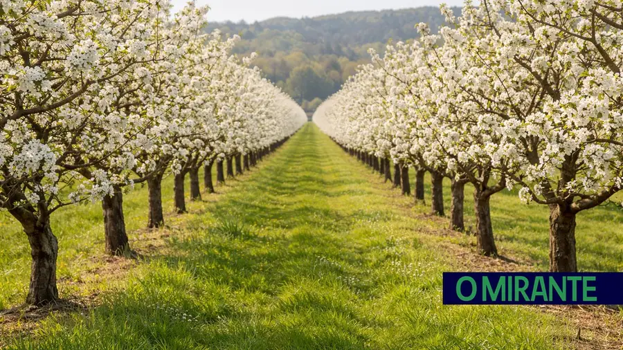 macieiras em flor pereiras