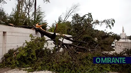 Santuário de Fátima replanta recinto após queda de mais de 500 árvores