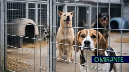 CAO CAOES ANIMAIS ANIMAL