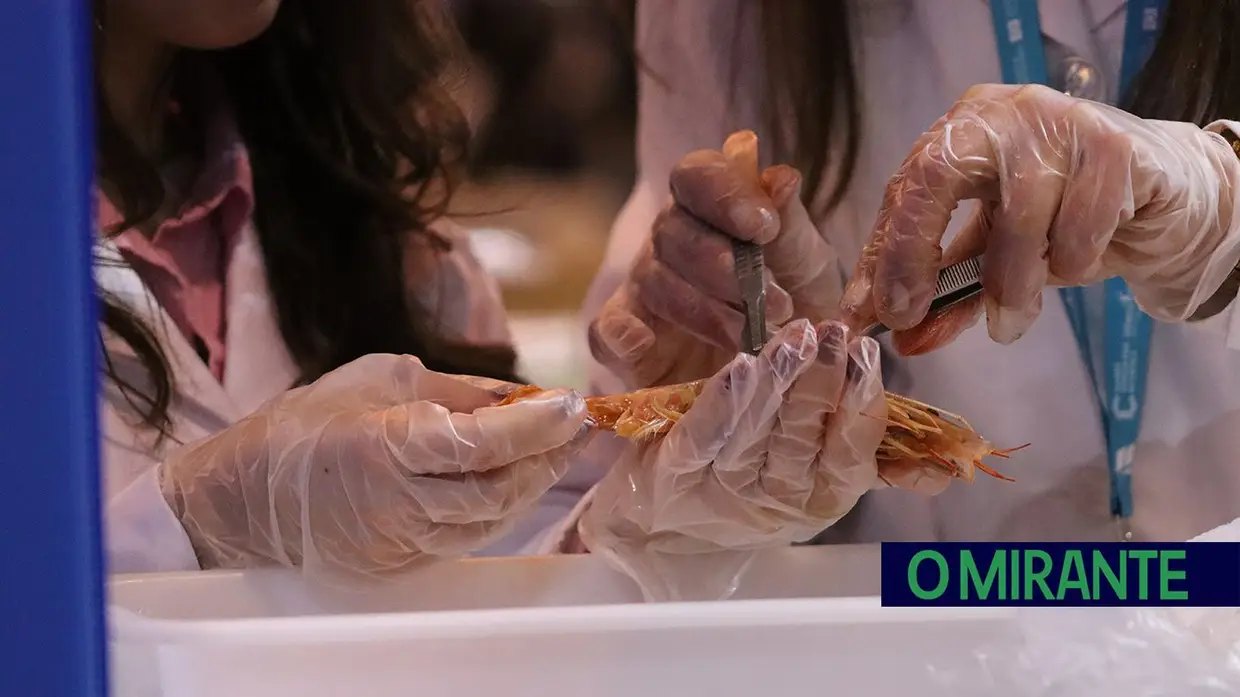 Jovens cientistas deram voz à inovação em Santarém