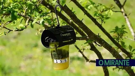 Alenquer instala 250 armadilhas para travar vespa asiática