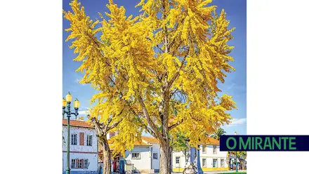 Chamusca realizou tarde cultural centrada na árvore Ginkgo Biloba