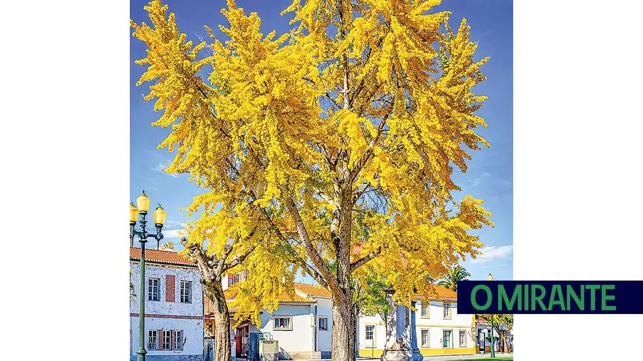 Chamusca realizou tarde cultural centrada na árvore Ginkgo Biloba