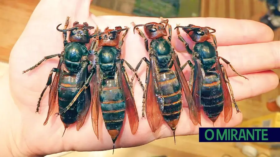 Arruda dos Vinhos reforça combate à vespa asiática