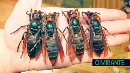 Arruda dos Vinhos reforça combate à vespa asiática