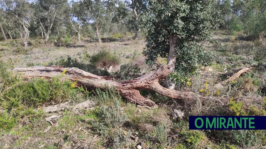 Autoridades travam roubos nos campos e apanham produtos furtados em Santarém