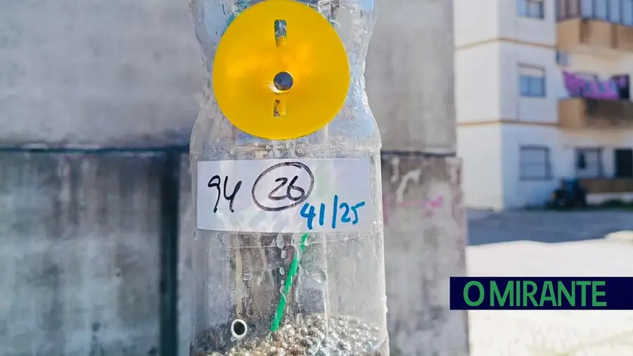 Câmara de Benavente captura centenas de vespas asiáticas