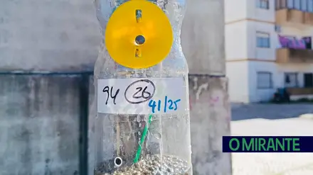 Câmara de Benavente captura centenas de vespas asiáticas