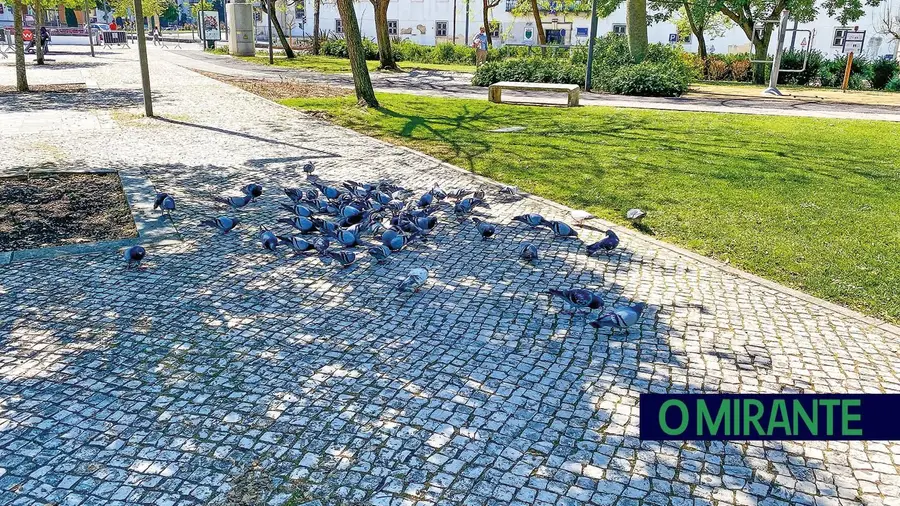 O triunfo das pombas sobre os falcões