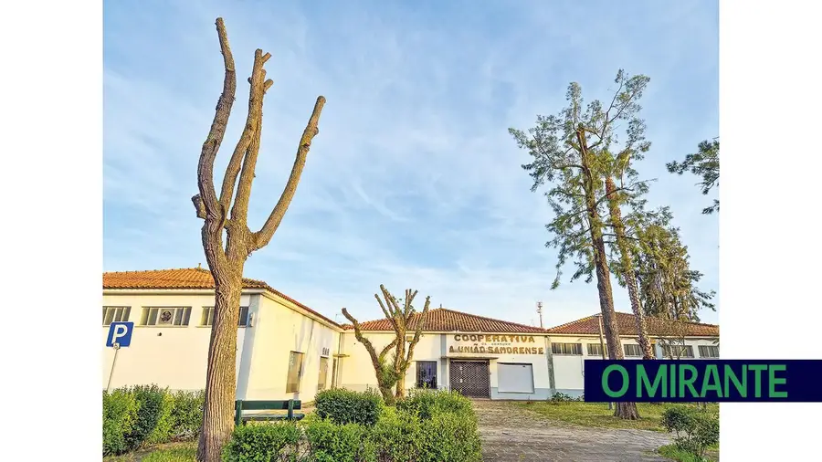 Poda de árvores em Samora Correia levanta polémica