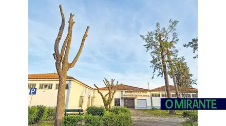 Poda de árvores em Samora Correia levanta polémica