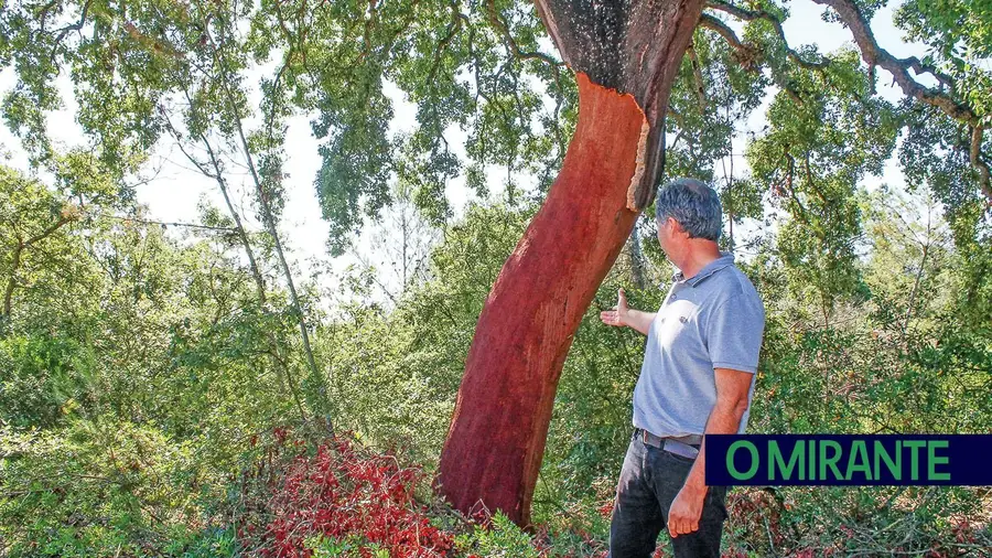 Autoridades travam roubos nos campos e apanham produtos furtados em Santarém