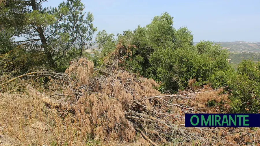 Queimas e terrenos por limpar colocam distrito de Santarém sob vigilância