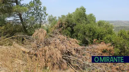 Queimas e terrenos por limpar colocam distrito de Santarém sob vigilância